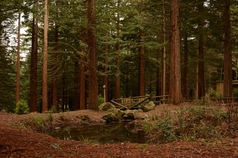 bridge, redwood, foresttrees, no people, land, nature, plant, lake, tranquility, centreparcs, green color, stones, 5K, trunk, warminster, redwoods, woodland