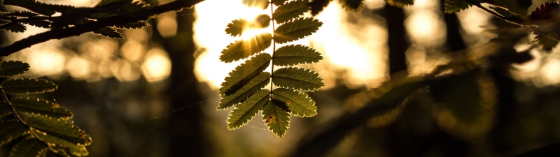 nature, outdoors, 4K, leaf, plant part, tree, focus on foreground, branch, sunset, growth, leaves, coniferous tree, bokeh, pine tree, multiple display
