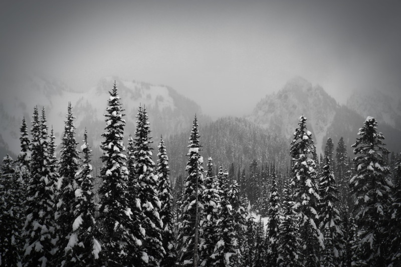 environment, coniferous tree, sky, photo, winter, evergreen tree, landscape, beauty in nature, fog, nature, tranquil scene, tree, snow, black and white