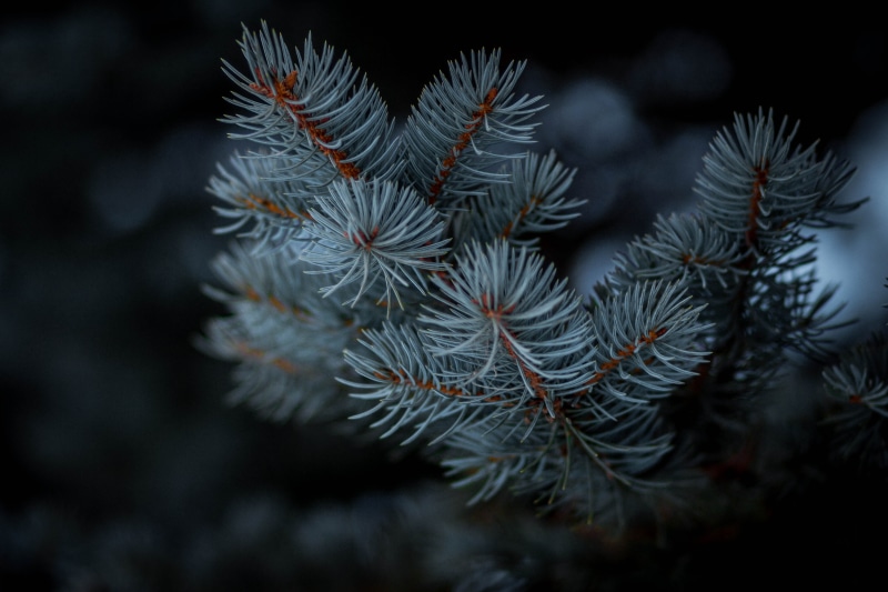 tranquility, needle - plant part, day, plants, floral, plant, dark, 5K, pine tree, coniferous tree, close-up, leaf, black, beauty in nature, winter, branch