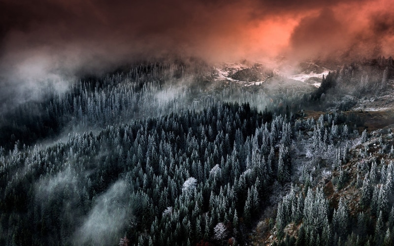nature, pine tree, coniferous tree, trees, clouds, view, forest, mountain, landscape, no people, land, pine woodland, eye, power in nature, non-urban scene