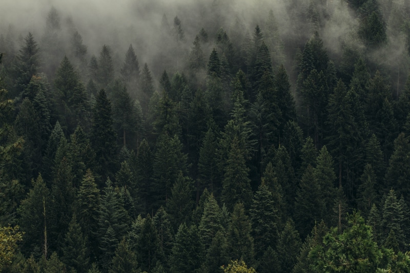 view, coniferous tree, woodland, daytime, scenics - nature, non-urban scene, pinaceae, plant, aerial, growth, green color, pine woodland, evergreen tree