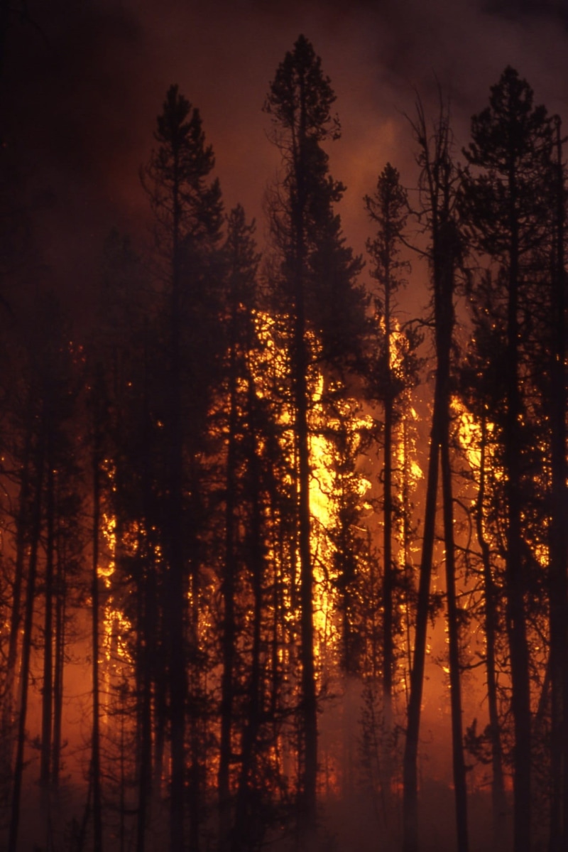 night, Forest, pine tree, 1080P, wood, pine woodland, pinaceae, woodland, sky, Blaze, orange, fog, Smoke, plant, Wildfire, tree trunk, heat, beauty in nature