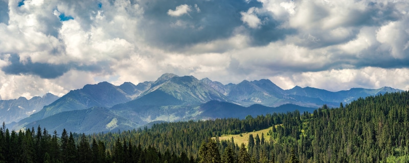 coniferous tree, panorama, huge, hill, cloudy, peak, environment, calm, uphill, tree, poland, plant, height, mountain range, land, near, pinaceae, sky