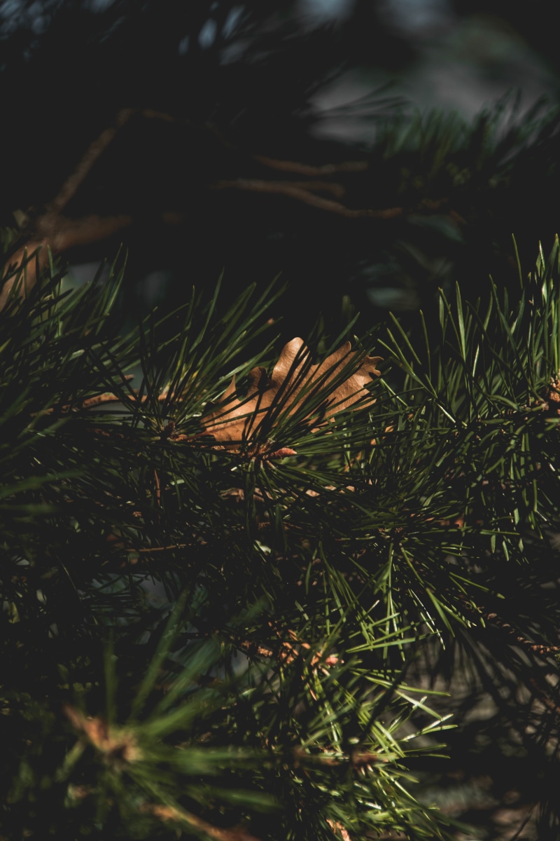 selective focus, switzerland, moody, tree, beauty in nature, autumn, hd, green, sunlight, needle - plant part, branch, plant, green color, outdoors, background