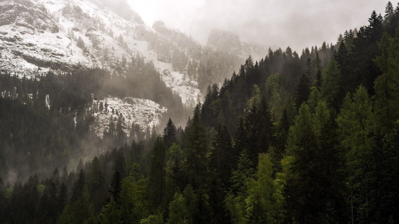 plant, pinaceae, tranquil scene, pine woodland, daytime, mountains, tranquility, pine, near, outdoors, coniferous tree, pine tree, 1080P, woodland, tree