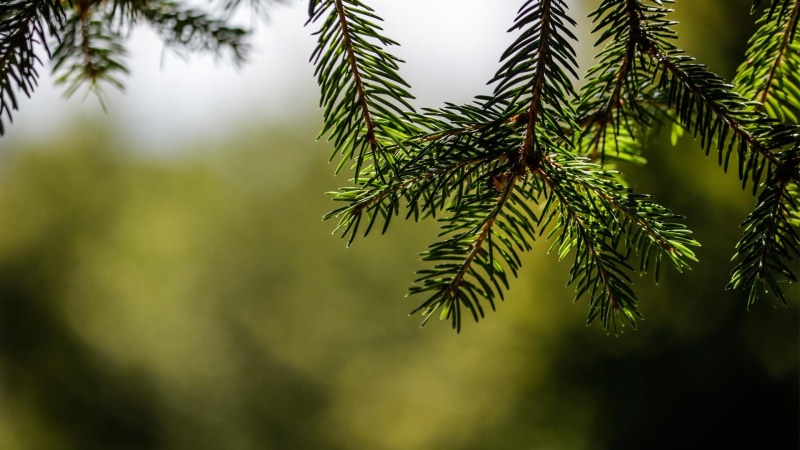 tree, plant, nature, no people, fir-tree, tranquility, green, fir tree, green color, selective focus, trees, pinaceae, growth, leaf, 1080P, needle - plant part