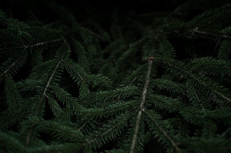 evergreen Tree, no People, beauty in nature, forest, 5K, pine tree, fragility, nature, plant part, tree, branches, selective focus, branch, green, plant