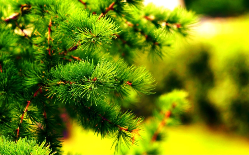 beauty in nature, green color, fir tree, outdoors, coniferous tree, close-up, celebration, tree, pine tree, plants, needle - plant part, green, pinaceae