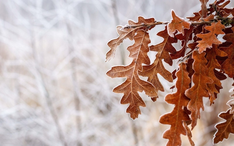 day, coniferous tree, no people, change, focus on foreground, tree, dry, leaves, leaf, winter, plant, celebration, brown, ice, cold temperature, snow, pinaceae
