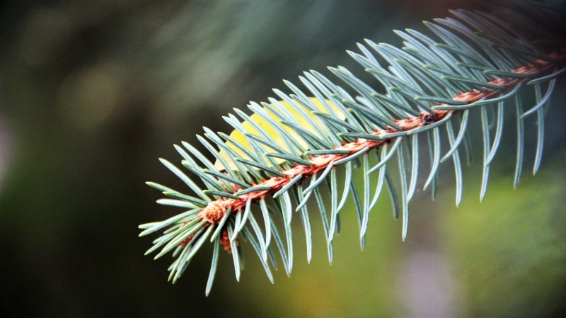plant, green color, branch, outdoors, growth, Turkey, pinaceae, day, focus on foreground, close-up, no people, plant part, beauty in nature, leaf, picea