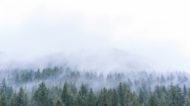 cloudy, tree, treetop, mist, scenics, front, land, pine, woodland, fog, mountain peak, forest, daytime, landscape, foggy, sky, aerial, pine woodland, scenics - nature