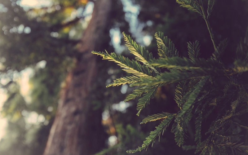 close-up, nature, pine tree, coniferous tree, growth, tree trunk, forest, leaves, rainforest, plant part, pine woodland, no people, land, day, focus on foreground