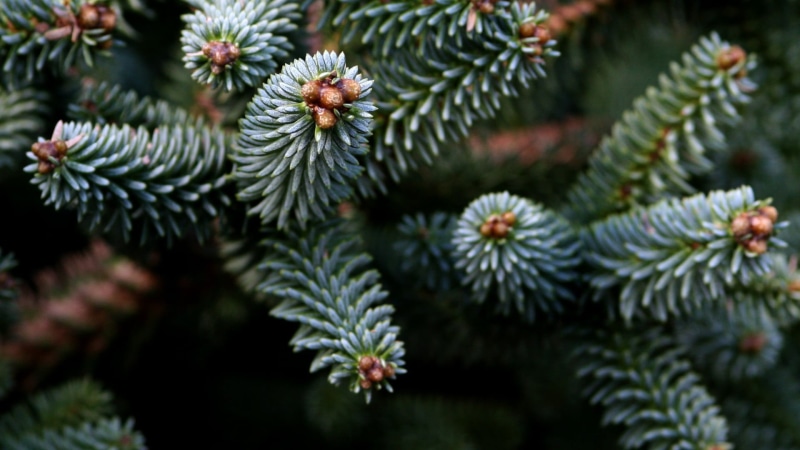 pinaceae, plant part, needle - plant part, close-up, conifer, white, focus on foreground, day, beauty in nature, growth, tranquility, yellow, flower, closeup