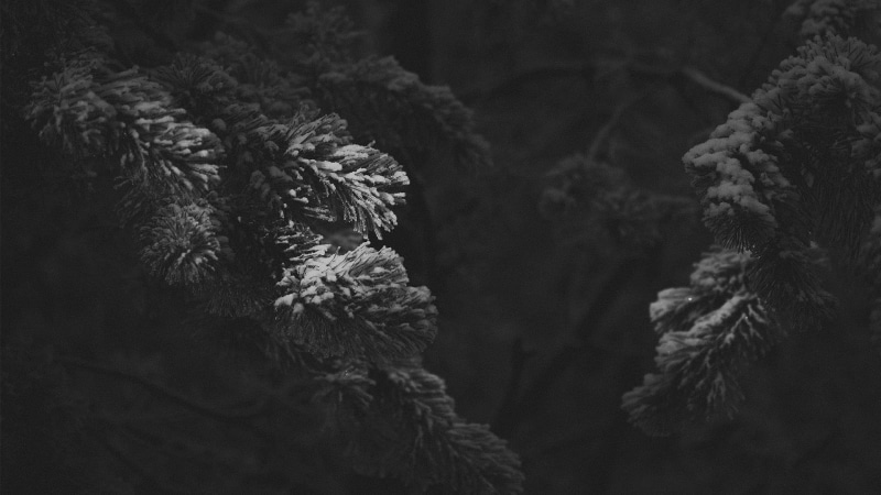 plant, no people, day, pinaceae, close-up, 1080P, snow, outdoors, coniferous tree, nature, pine woodland, winter, backgrounds, land, leaf, tranquility