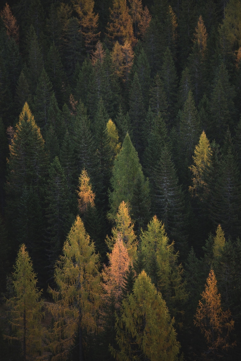 plant, mountain, coniferous tree, pine wood, land, outdoors, tree, fir tree, scenics - nature, growth, trees, no people, evergreen tree, day, high angle view