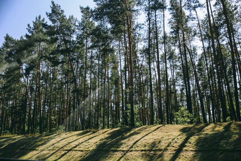 tree, plant, landscape, non-urban scene, countryside, nature, tranquil scene, growth, sunlight, the way forward, dappled, 5K, woods, woodland, Pine trees