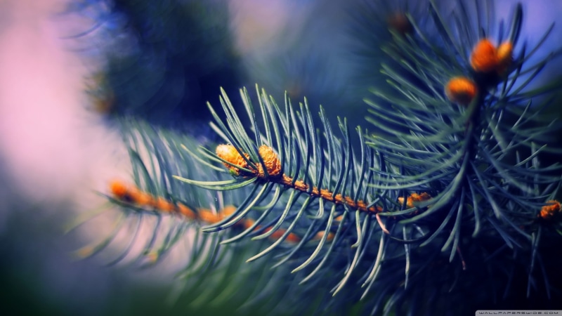 outdoors, no people, day, nature, coniferous tree, pinaceae, needle - plant part, water, pine tree, selective focus, plant part, 2K, tranquility, branch