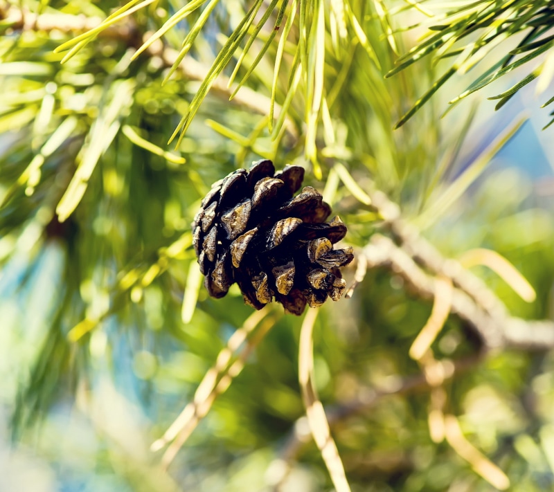 coniferous tree, trees, tree, food, day, leaf, food and drink, growth, tranquility, plant, plant part, pine trees, close-up, focus on foreground, outdoors