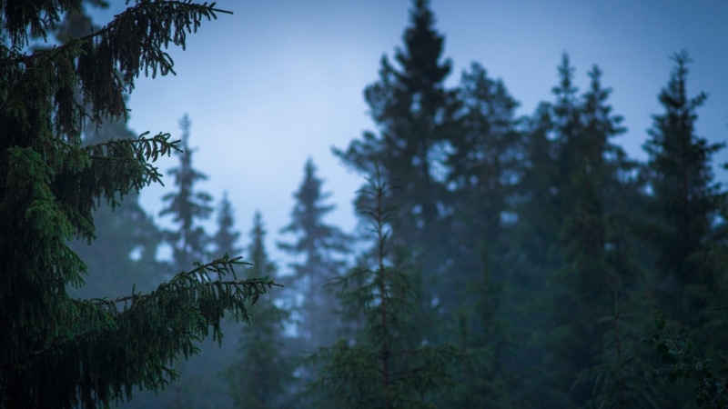 sky, plant, tranquility, landscape, forest, pinaceae, pine tree, scenics - nature, green color, tranquil scene, environment, nature, growth, woodland, land