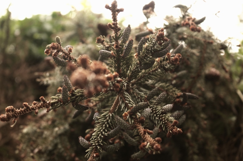growth, plant, no people, beauty in nature, winter, pine cone, branch, plants, 2K, pine tree, close-up, tranquility, selective focus, outdoors, nature