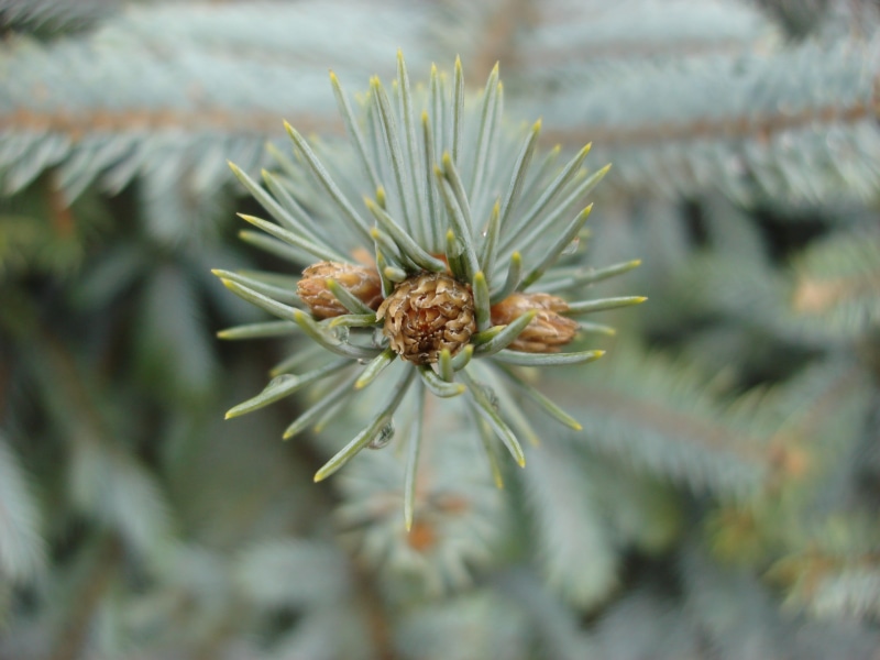 green color, pinaceae, day, growth, branch, needle - plant part, sepal, leaf, plant part, beauty in nature, flower, 2K, outdoors, focus on foreground
