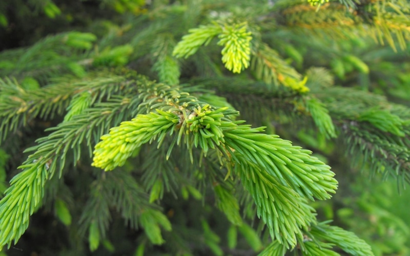 branch, plants, day, coniferous tree, tree, no people, pine tree, selective focus, trees, pinaceae, green color, 1080P, needle - plant part, close-up