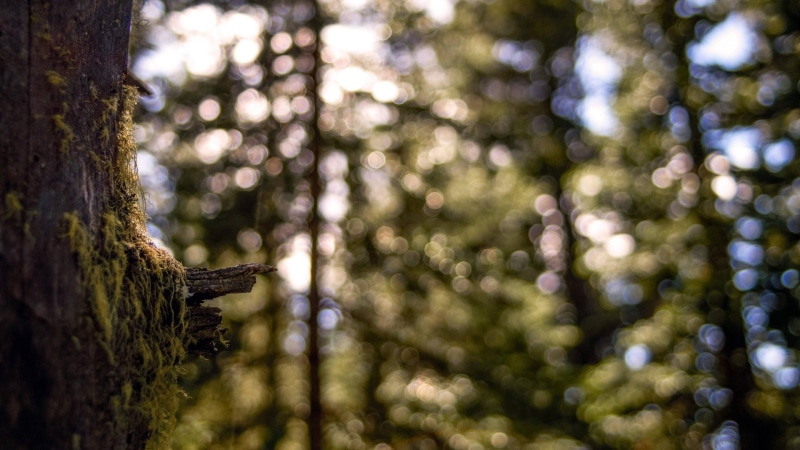 land, pine woodland, tree, tranquility, pinaceae, fir tree, tree trunk, nature, day, woodland, outdoors, trees, coniferous tree, low angle view, beauty in nature