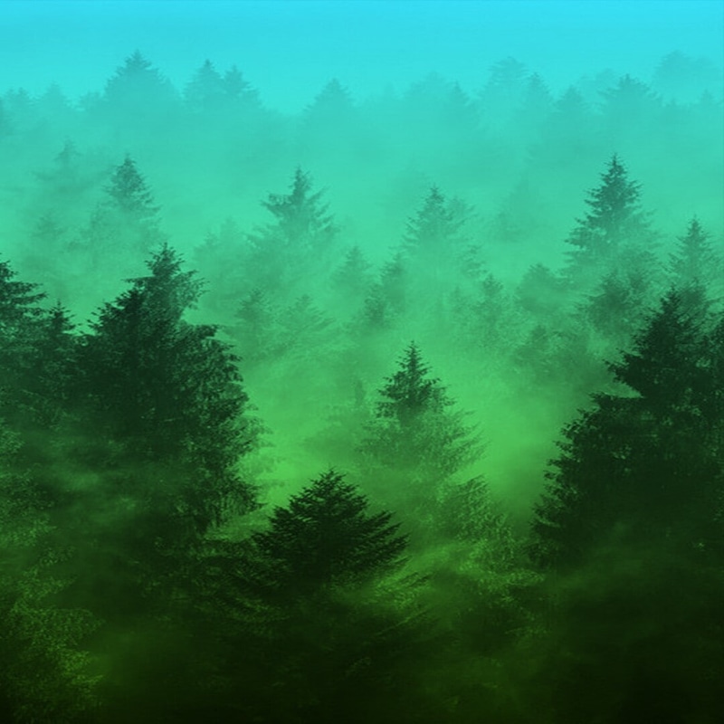 woodland, 480P, non-urban scene, plant, nature, forest, beauty in nature, coniferous tree, outdoors, trees, no people, pinaceae, green color, tranquility