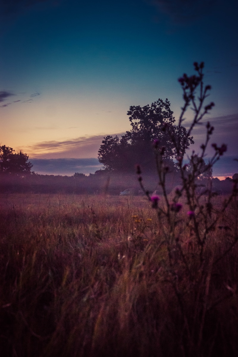 plant, 4K, dusk, cloud - sky, nature, grass, smog, growth, morning, field, environment, tranquil scene, outdoors, scenics - nature, sunset, green, land