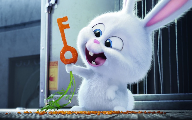 rabbit, 4K, snowball, 2016 backgrounds, the secret life of pets