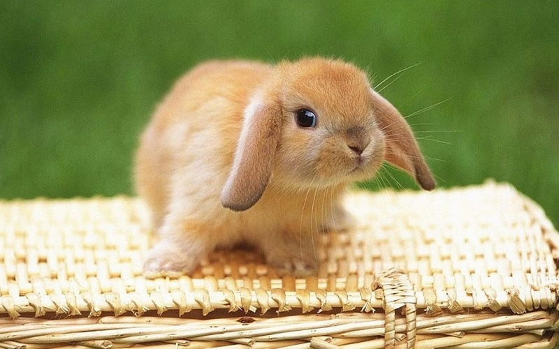 1080P, animals, cute bunny, bujnny, rabbit, bunny, cute