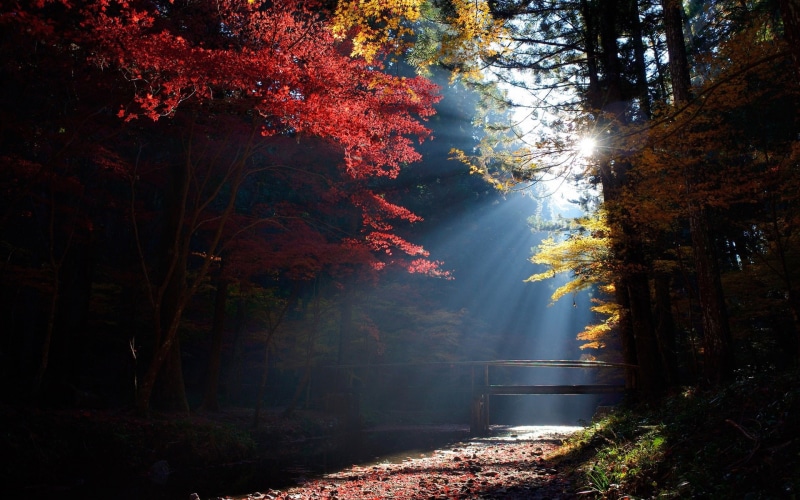 yellow, Rays, Autumn, Trees, red, Sun, tree, flower, Bridge, 1080P, Forest
