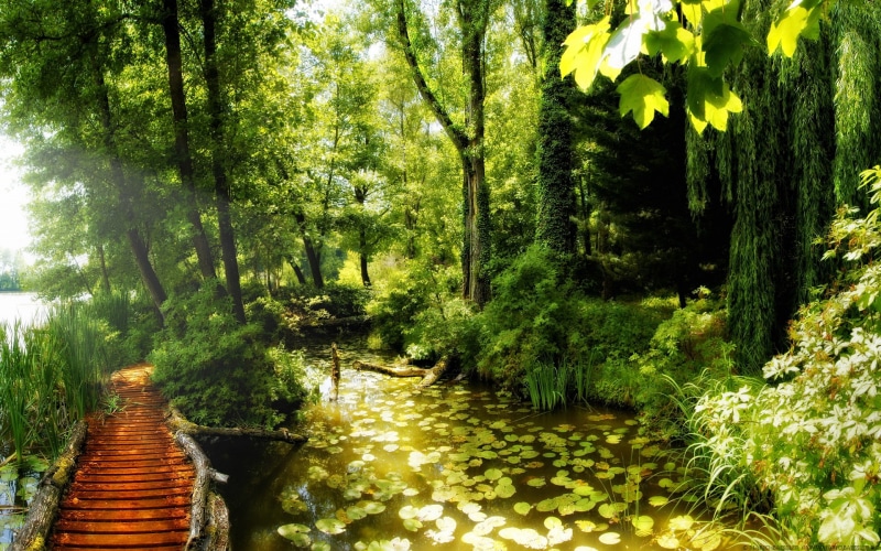 leaves, trees, hd, path, peaceful, sunlight, 1080P, grass, leaf, rays, water, forest, beautiful, tr, sunny, tree, lilies, green, sun, lake, nature