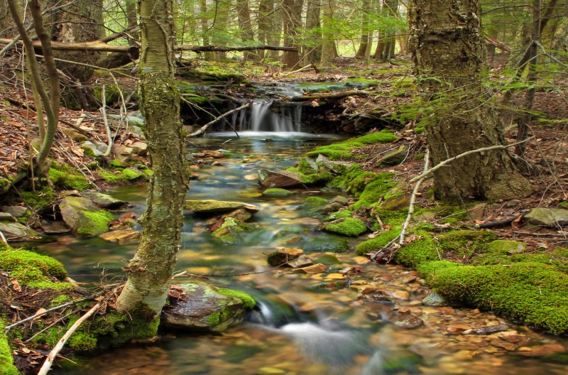 Headwaters, outdoors, Tsuga canadensis, trees, birches, timelapse, leaf, cascades  waterfall, eastern hemlocks, creative commons, Cherry Run, Clinton County