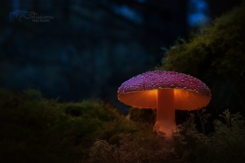 480P, photography, vegetable, close-up, brown, beauty in nature, no people, orange color, freshness, selective focus, nature, food, fly agaric mushroom