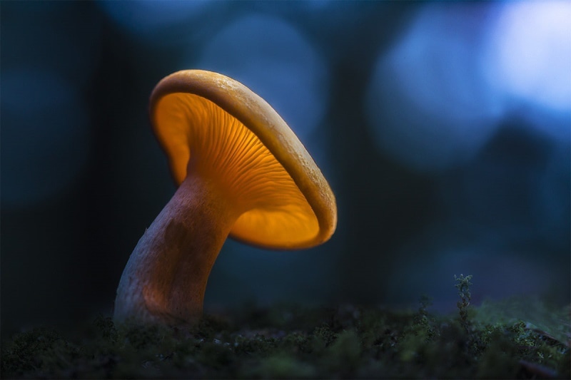 beige, Night, setas, flares, noche, magic, light, 480P, mushroom, Macro