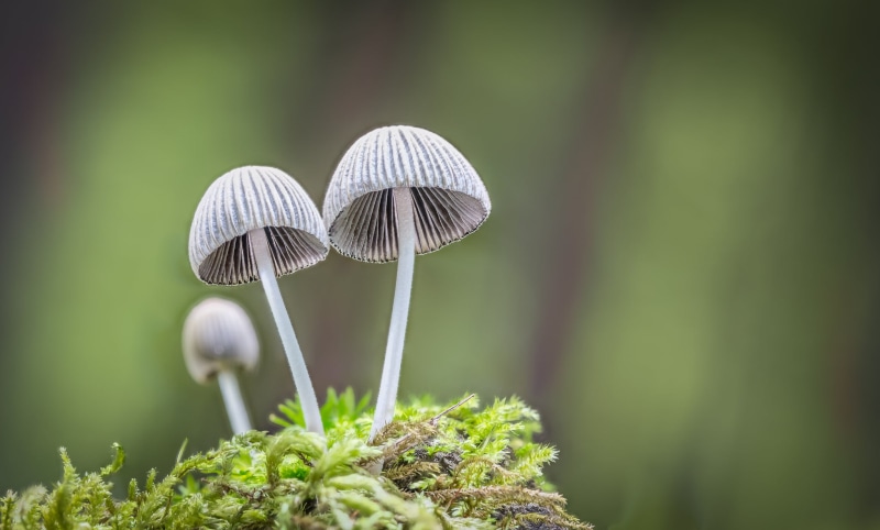 plant, outdoor, fungi, toadstool, fungus, mushrooms, mushroom, micro, close-up, grey, nature, Canon EOS 6D, autumn, moss, mycology, two, forest, champignon
