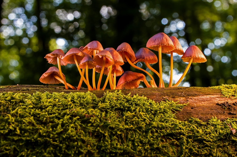 food, fragility, flower head, orange color, vulnerability, no people, moss, flowering plant, plant, freshness, tree, mushrooms, selective focus, vegetable
