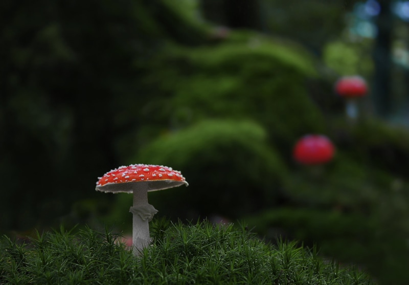 green color, shallow, fly agaric, 4K, moist, photography, day, nature, mushroom picking, land, toxic, moss fliegenpilz, moss, tree, mushroom, amanita Parcivolvata