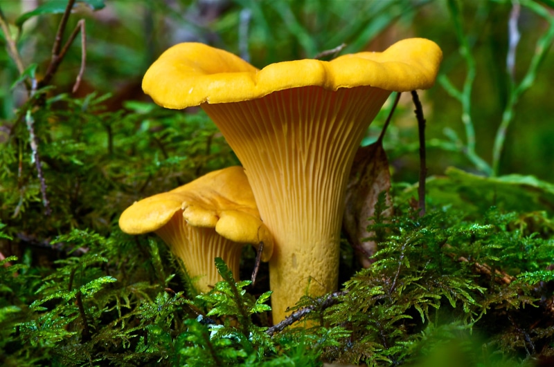vegetable, white, beauty in nature, plant, food and drink, mushroom, vulnerability, land, growth, close-up, fungus, no people, plants, green color, macro