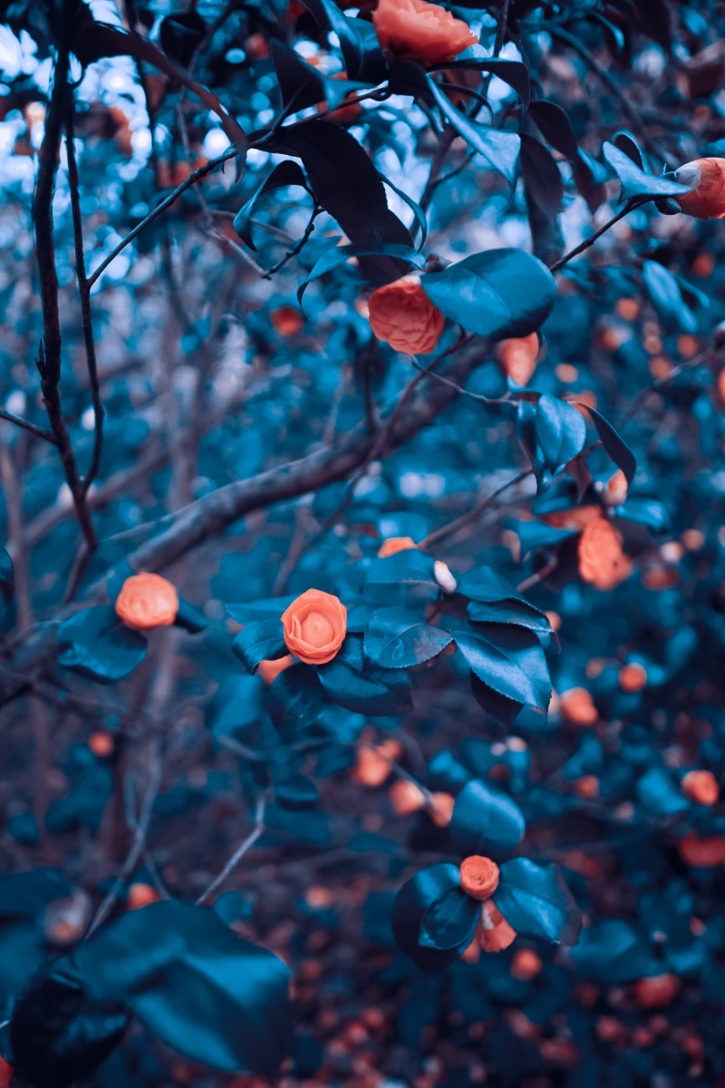 4K, fruit, blossoming, plant, beauty In Nature, outdoors, flower Head, backgrounds, leaf, botany, bush, nature, summer, orange, blue, colors, green Color