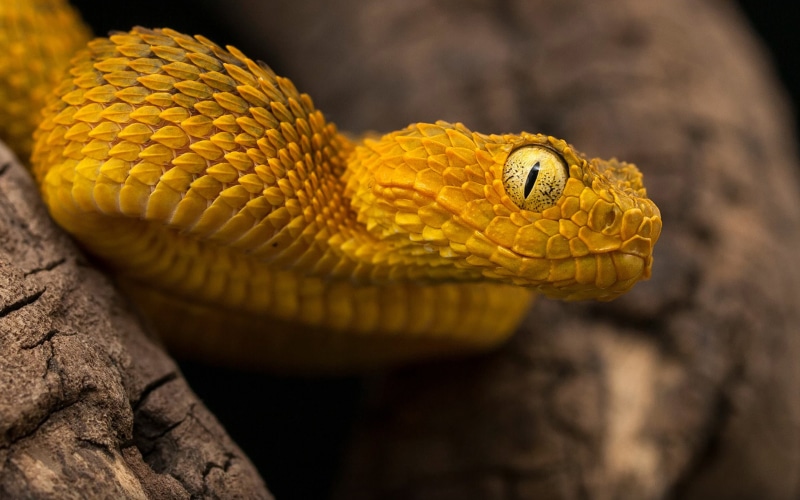 animal body part, species, poisonous, nature, animals in the wild, 4K, lizard, endemic, snake, atheris, outdoors, close-up, one animal, animal eye, eye