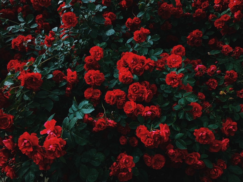 garden, 4K, roses, contrast, bush, red, bloom