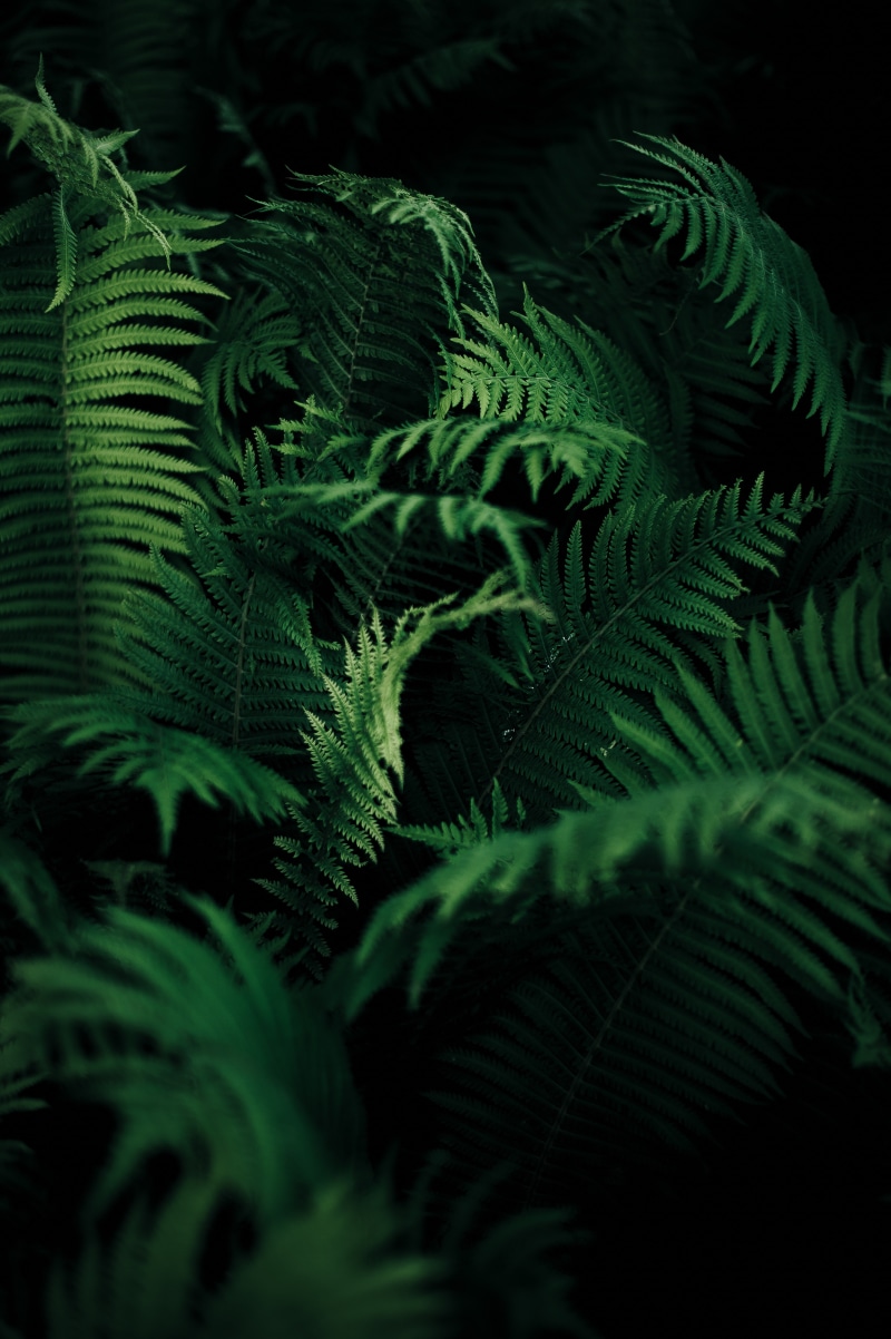portrait display, green, nature, vertical, 5K, ferns, plants