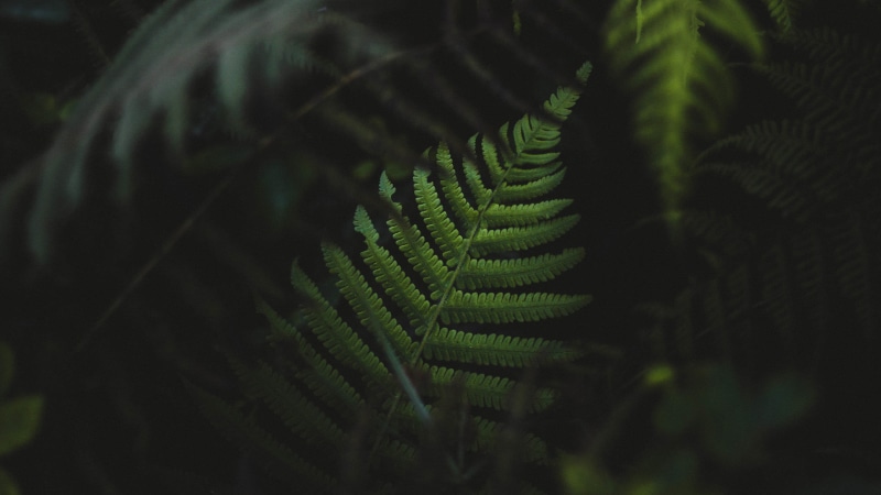 outdoors, forest, plant part, plants, plant, leaf, green color, ferns, palm leaf, selective focus, beauty in nature, rainforest, natural pattern, day, fern
