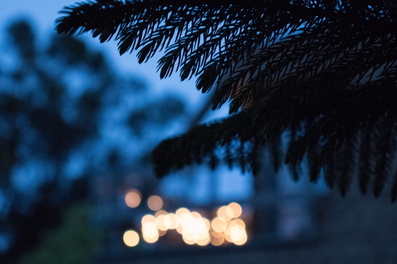 coniferous tree, night time, no people, winter, 5K, lofi, outdoors, redwood city, environment, illuminated, tranquility, united states, scenics - nature