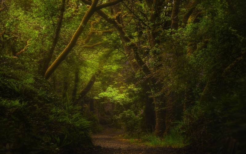 tranquility, path, the way forward, plant, tree, scenics - nature, trees, shrubs, woodland, trail, beauty in nature, day, direction, green, lush foliage