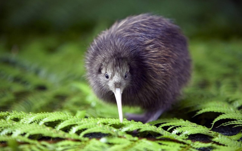 forest, one Animal, fern, young Animal, green, fluffy, fur, kiwi (animal), plant part, leaf, bird, birds, small, green color, wildlife, purple, plant, beak