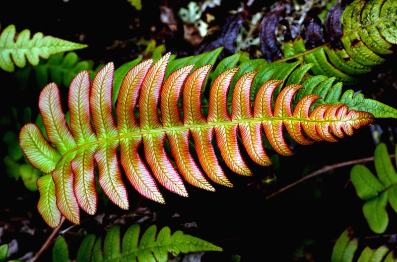 Wonders of Nature, CC0, plant, Blechnum, Sony DSLR-A580, Plants, green, close-up, forest, green Color, tree, Dedication, brown, photos, 1080P, macro, nature